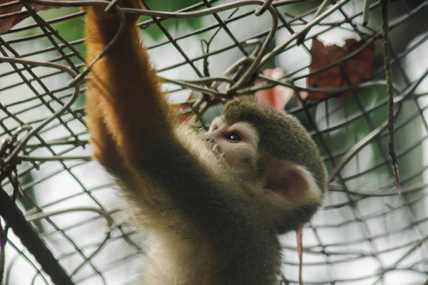 Singe Écureuil Pendu Dans Une Cage Zoo — Photo
