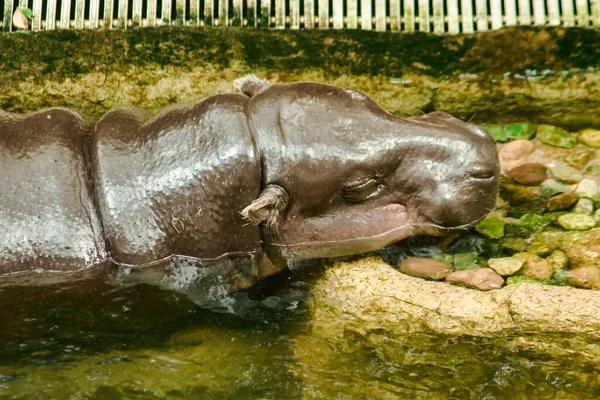 Hippopotame Vit Dans Eau Hippopotame Est Grand Animal Rond Une — Photo