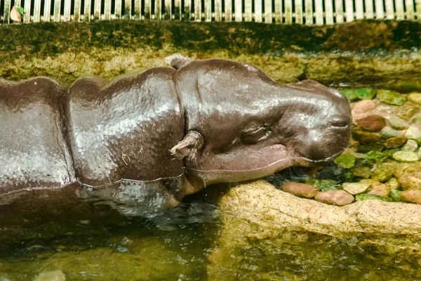 Ippopotamo Vive Acqua Ippopotamo Grande Animale Rotondo Una Bocca Molto — Foto Stock