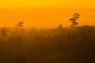 Manzara dağ ağacı silueti turuncu güneş ışığı arka planında