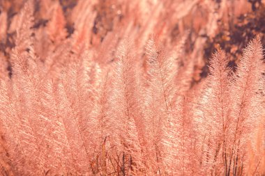 Otlar rüzgarla savruldu, samanlığın otları, samanların polenleri