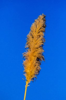 Görüntü Bulanık, Çimen Çiçeği Arkaplanı, Makro Bulanık, Kurumuş Çimen Çiçeği Arkaplanı, Kapalı Görüntü, Polen, Kuru Çimen