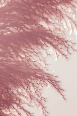 Makro fotoğraf, çiçek çimi arka plan, makro fotoğraf, kuru çim arka plan, yakın plan, polen, çim