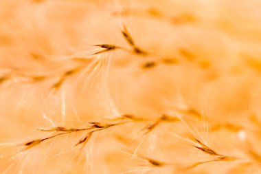 Makro fotoğraf, çiçek, çimen arka plan, makro fotoğraf, çiçek, kuru ot arka plan, yakın plan, polen, çiçek, kuru ot