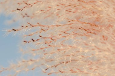 Makro fotoğraf, çiçek, çimen arka plan, makro fotoğraf, çiçek, kuru ot arka plan, yakın plan, polen, çiçek, kuru ot