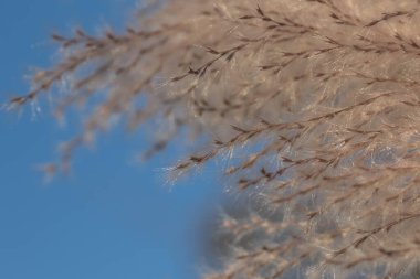 Makro fotoğraf, çiçek, çimen arka plan, makro fotoğraf, çiçek, kuru ot arka plan, yakın plan, polen, çiçek, kuru ot