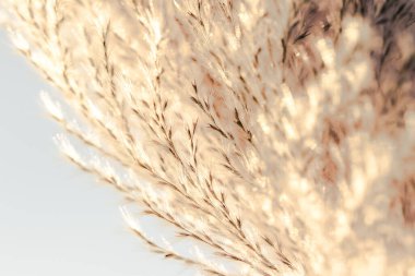 Makro fotoğraf, çiçek, çimen arka plan, makro fotoğraf, çiçek, kuru ot arka plan, yakın plan, polen, çiçek, kuru ot