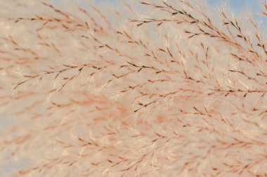 Makro fotoğraf, çiçek, çimen arka plan, makro fotoğraf, çiçek, kuru ot arka plan, yakın plan, polen, çiçek, kuru ot