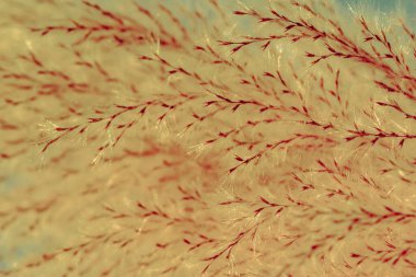 Makro fotoğraf, çiçek, çimen arka plan, makro fotoğraf, çiçek, kuru ot arka plan, yakın plan, polen, çiçek, kuru ot