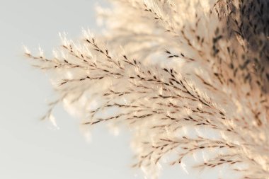 Makro fotoğraf, çiçek, çimen arka plan, makro fotoğraf, çiçek, kuru ot arka plan, yakın plan, polen, çiçek, kuru ot