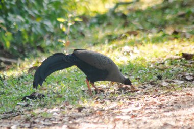 Siyam Ateş Sırtı Mavi Saçlı Erkek Sırtı ve kanatları gri. Önde yürüyorum
