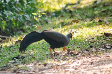 Siyam Ateş Sırtı Mavi Saçlı Erkek Sırtı ve kanatları gri. Önde yürüyorum