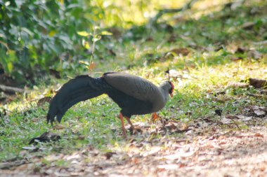 Siyam Ateş Sırtı Mavi Saçlı Erkek Sırtı ve kanatları gri. Önde yürüyorum