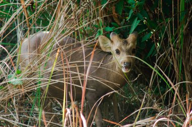 Ön kısımlarda yiyecek arayan bir geyik.