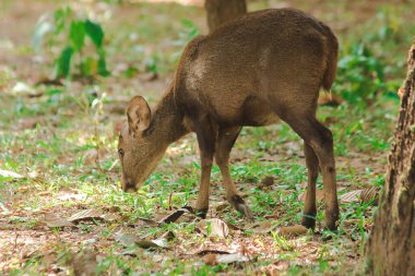 Ön kısımlarda yiyecek arayan bir geyik.