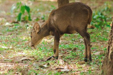Ön kısımlarda yiyecek arayan bir geyik.