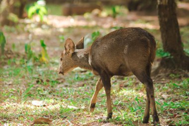 Ön kısımlarda yiyecek arayan bir geyik.