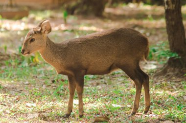 Ön kısımlarda yiyecek arayan bir geyik.