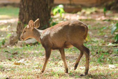 Ön kısımlarda yiyecek arayan bir geyik.