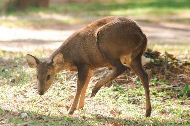 Ön kısımlarda yiyecek arayan bir geyik.