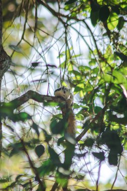 Finlayson 'ın sincabı ağaçta uyuyor.