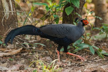Siyam Ateş Sırtı Mavi Saçlı Erkek Sırtı ve kanatları gri. Önde yürüyorum