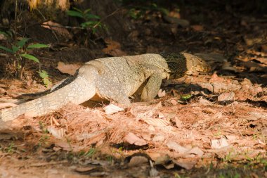 Kurtarıcı bir sürüngen. Canlı leşler için doğal olarak aktifler..