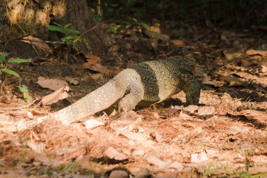 Kurtarıcı bir sürüngen. Canlı leşler için doğal olarak aktifler..