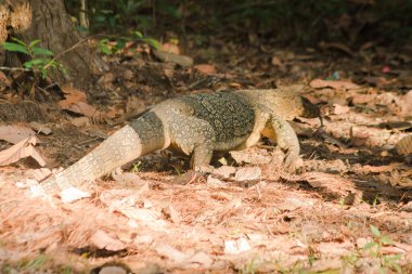 Kurtarıcı bir sürüngen. Canlı leşler için doğal olarak aktifler..