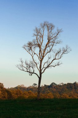 Güneş ışığıyla aynı ağacın yamaçlarındaki ağaçların manzarası..