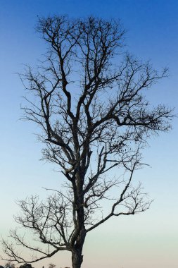 Güneş ışığıyla aynı ağacın yamaçlarındaki ağaçların manzarası..