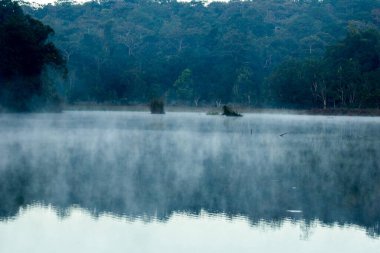 Suyun yüzeyinden yüzen sisli bir manzara.