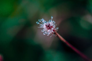 Çim çiçeklerindeki su damlacıkları. Sabah polenindeki su damlacıkları, çimenlerin üzerindeki çiy taneleri.