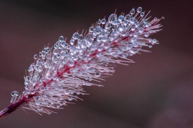 Çim çiçeklerindeki su damlacıkları. Sabah polenindeki su damlacıkları, çimenlerin üzerindeki çiy taneleri.