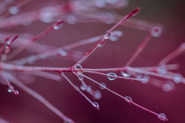 Çim çiçeklerindeki su damlacıkları. Sabah polenindeki su damlacıkları, çimenlerin üzerindeki çiy taneleri.