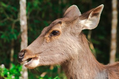 Dişi bir vahşi geyik, vahşi geyik kürklü, sert, kahverengi.