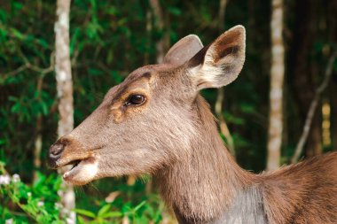 Dişi bir vahşi geyik, vahşi geyik kürklü, sert, kahverengi.