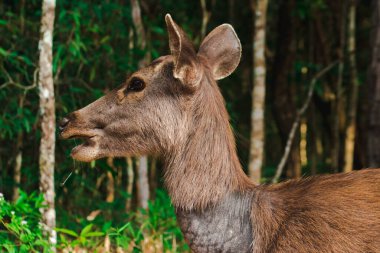 Dişi bir vahşi geyik, vahşi geyik kürklü, sert, kahverengi.