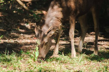 Ormanın gölgesinde duran vahşi geyik