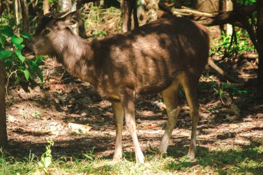 Ormanın gölgesinde duran vahşi geyik