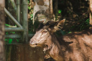 Vahşi geyik önlerin kenarına bakıyor.