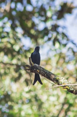 Kara Drongo bir dala tünemiş küçük bir tünek