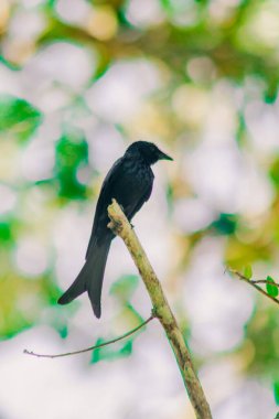 Kara Drongo bir dala tünemiş küçük bir tünek