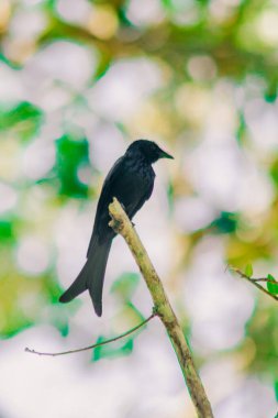 Kara Drongo bir dala tünemiş küçük bir tünek