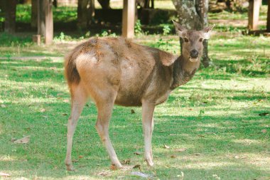 Vahşi geyik önlerin kenarına bakıyor.