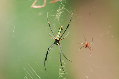 Nephila maculata örümcekleri avları yakalamak için yaprakların üzerinde yatar.