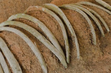 Antik fil fosilleri milyonlarca yıllık