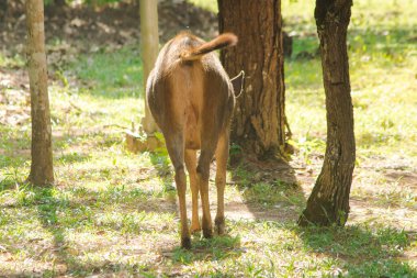 Bir geyik ormanın kenarına yaklaşıyor. Sığınak arıyor ve yiyecek arıyor..