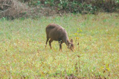 Domuz geyiği ormanın kenarında duruyordu. Küçük bir dee