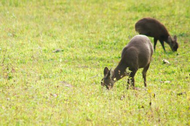 Domuz geyiği ormanın kenarında duruyordu. Küçük bir dee